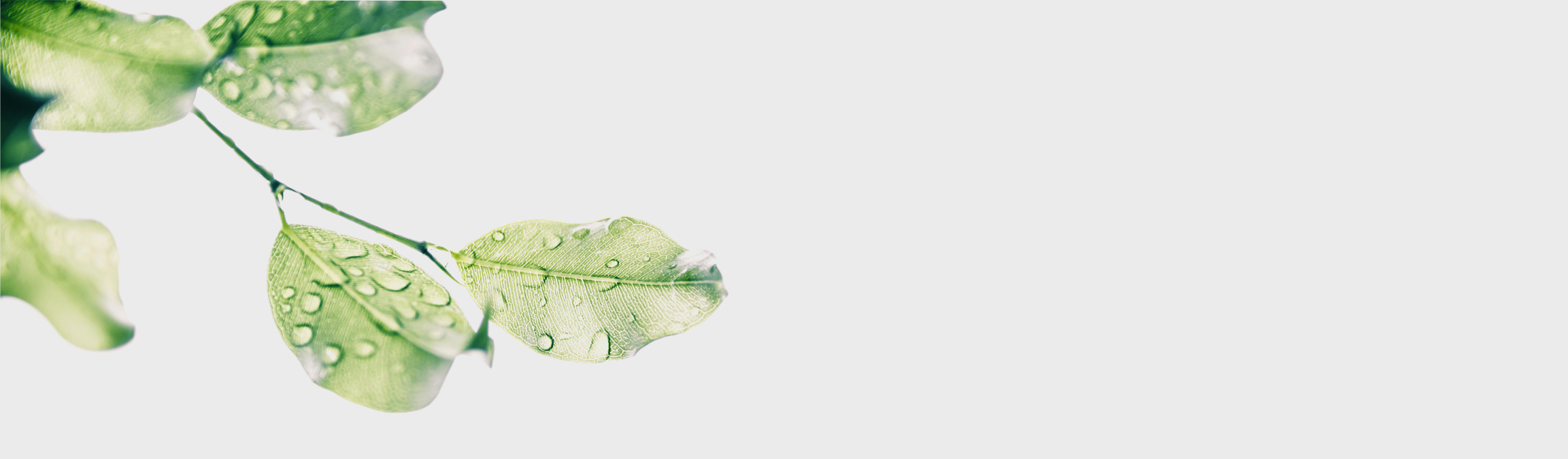 Homepage 3 plants